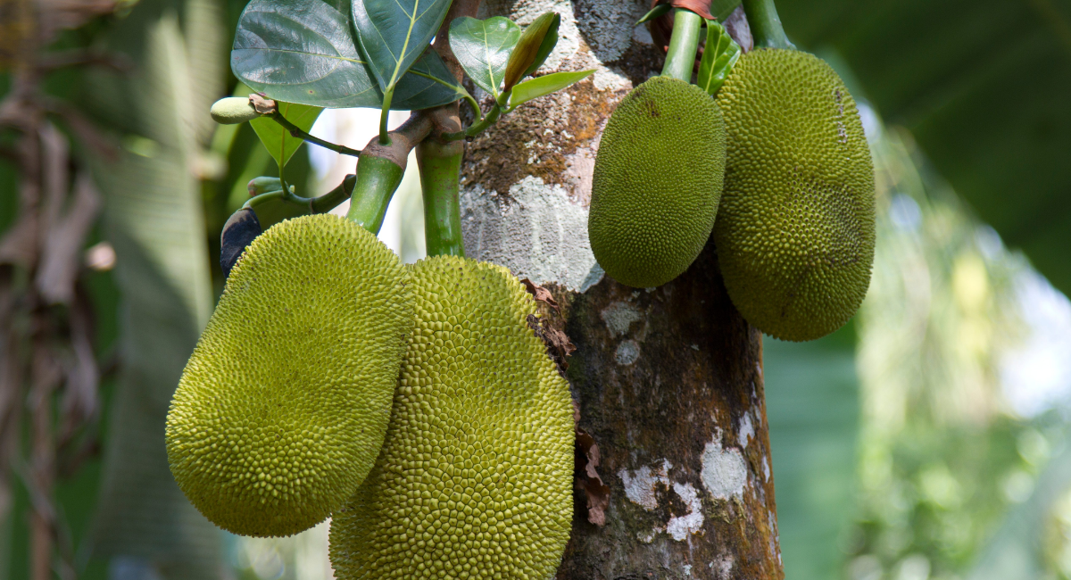 Ripe jackfruit with fresh slices showcasing its health benefits, including fiber, vitamin C, antioxidants, and heart-healthy nutrients.